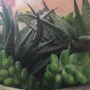 Meet your Posher, Teresa